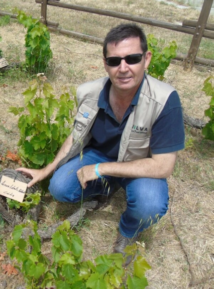 Un representante de Nilva posa junto a una cepa de moscatel de Manilva, en el viñedo.